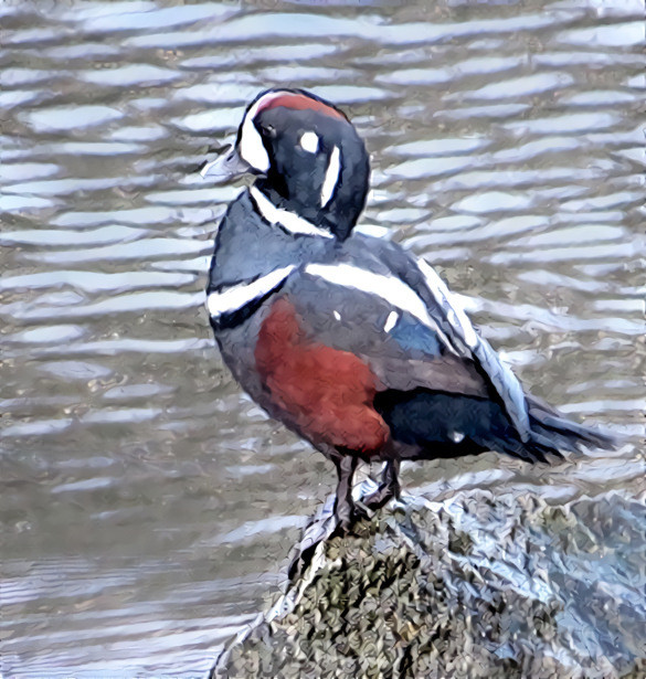 Harlequin Drake