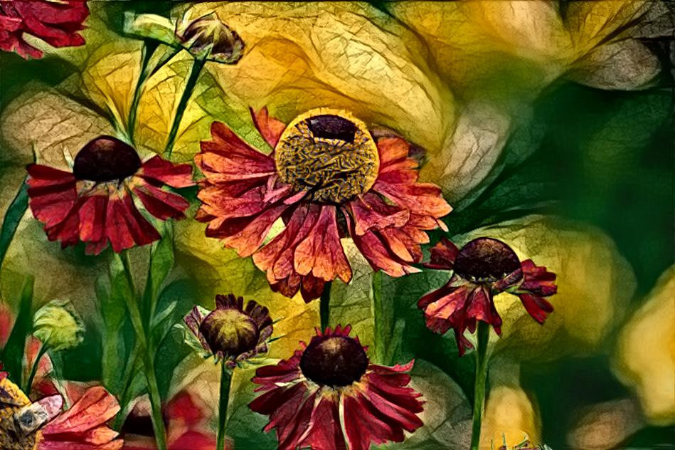 Coneflowers