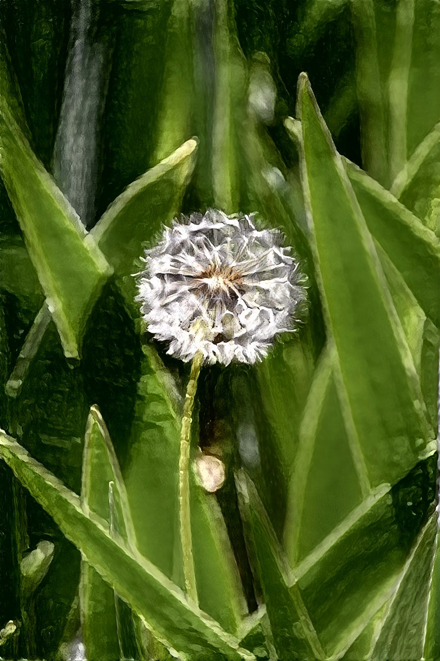 Dandelion amongst the Iris - 2