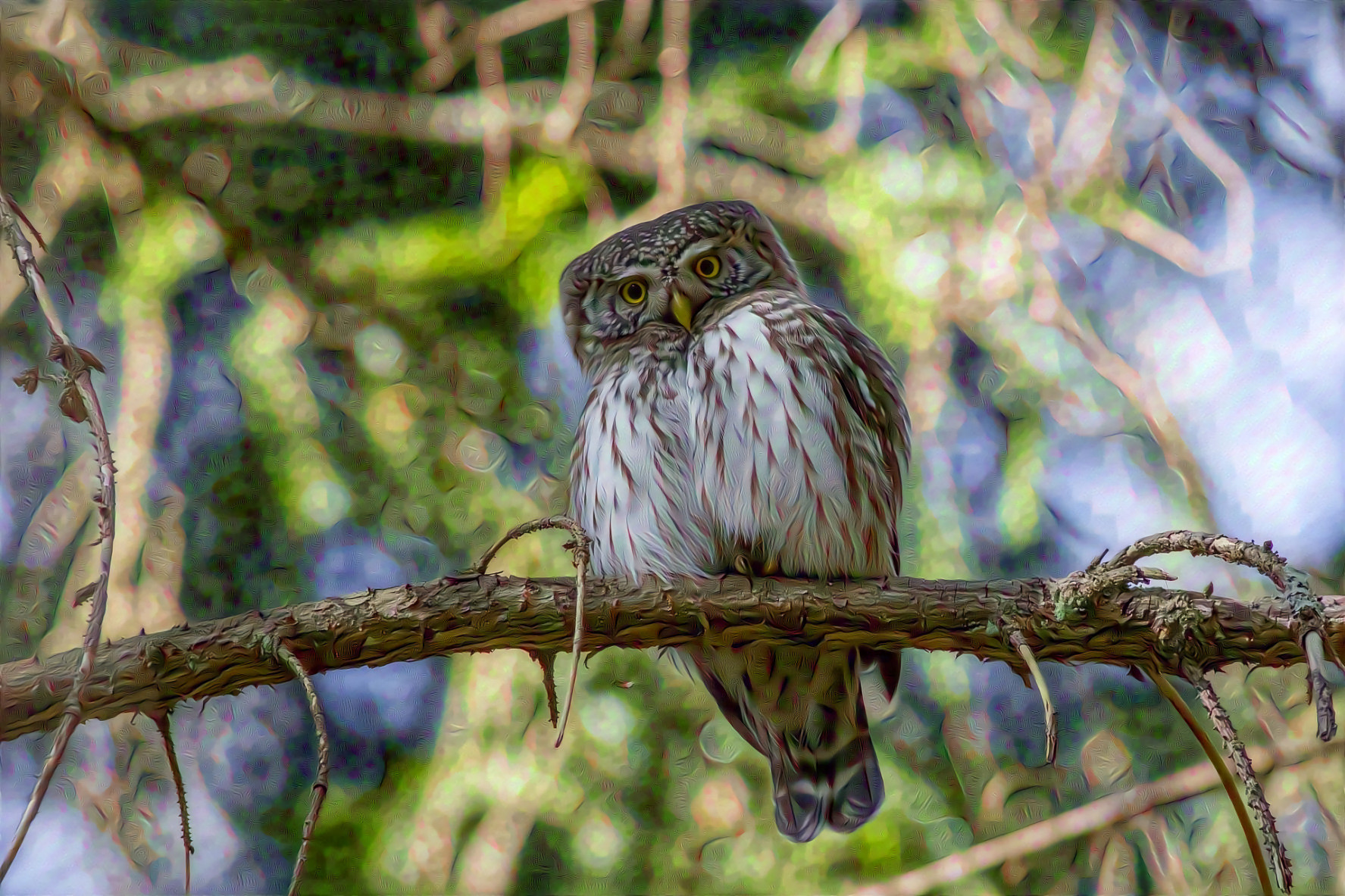 Eurasian Pigmy Owl , Glaucidium Passerinum