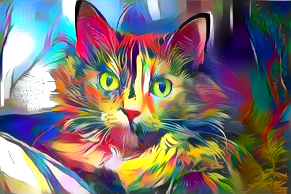 Multicolored cat