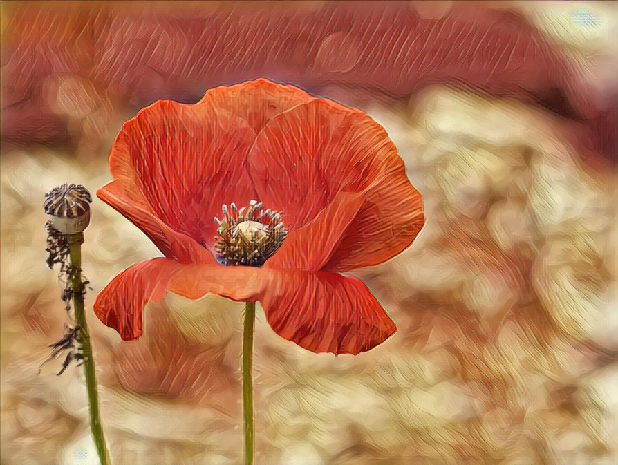 Flanders Poppy