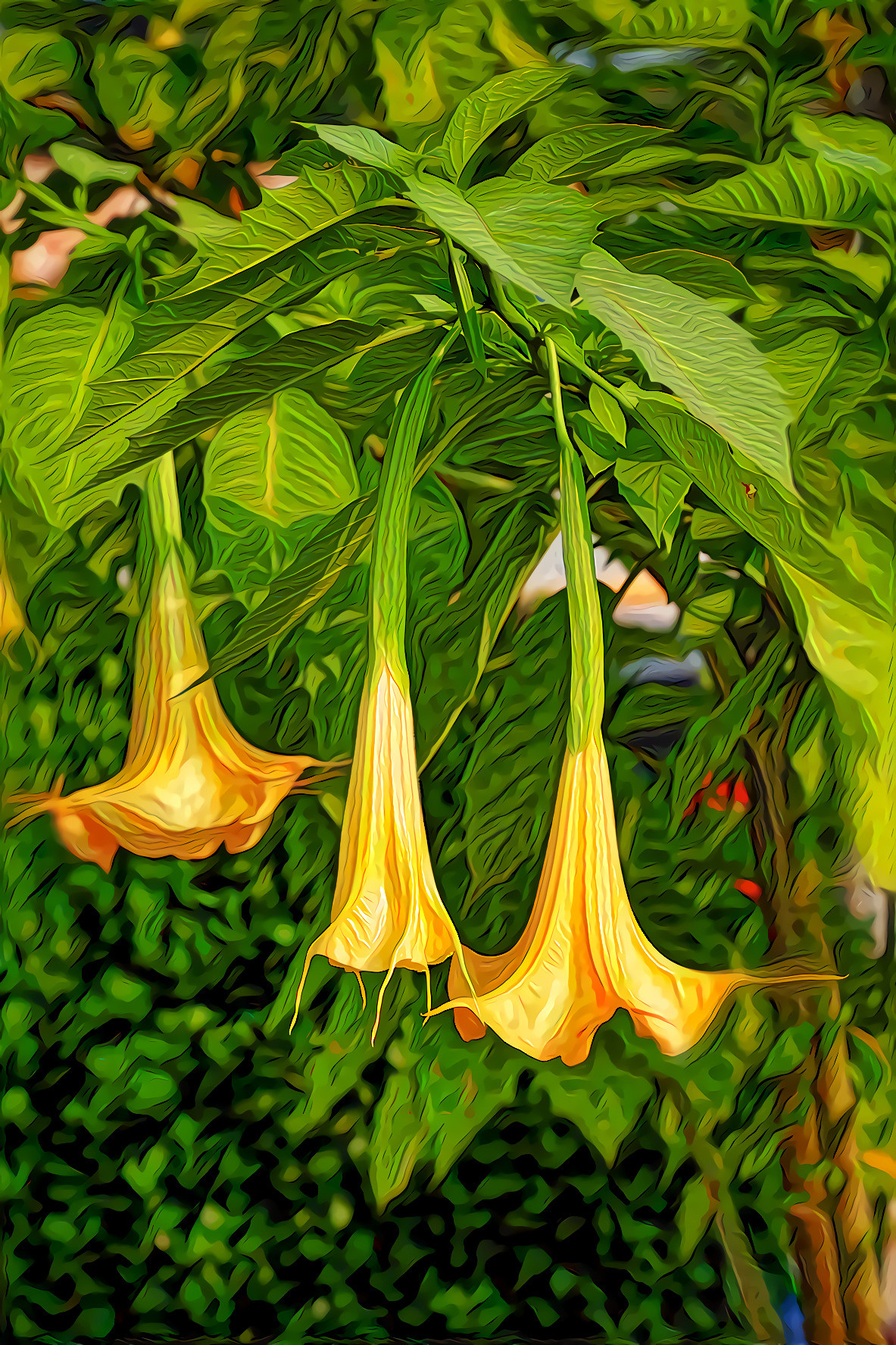 Datura