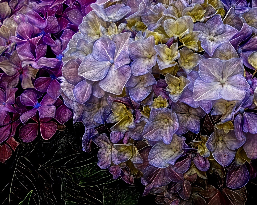 Hydrangea