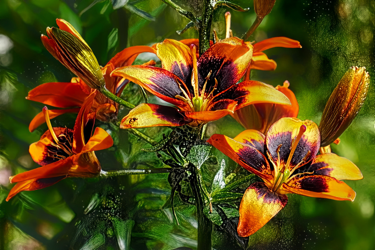 Lilies