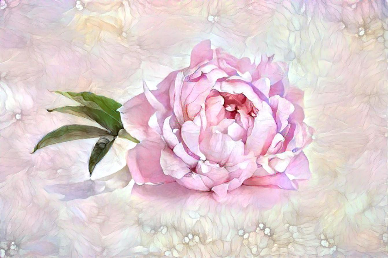 Pink Peony Dream