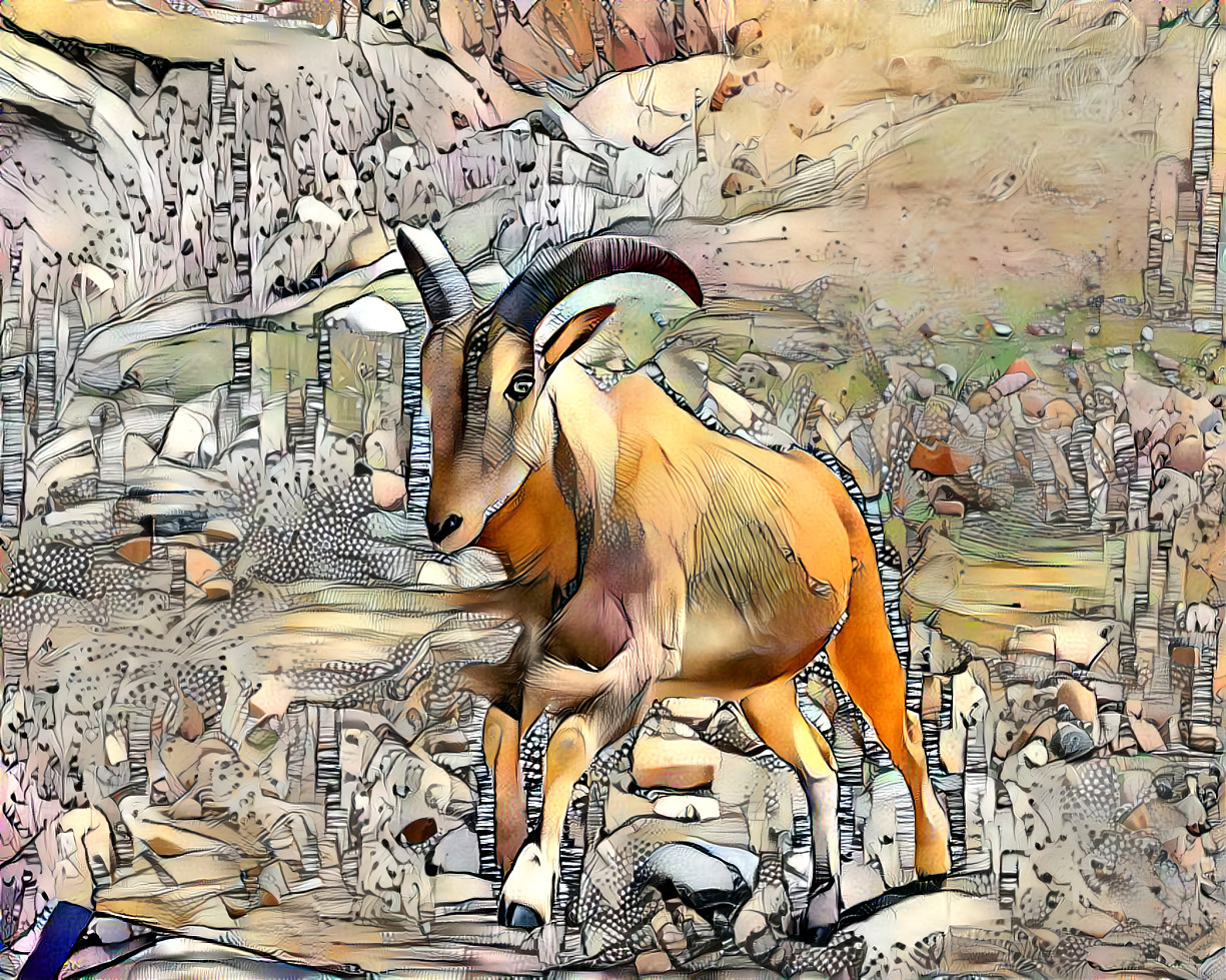 Mountain goat