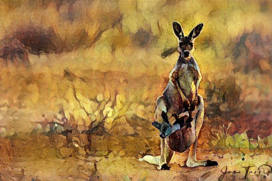 Kangaroo 