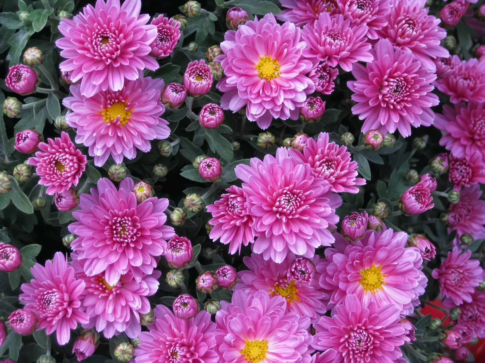 Chrysanthemum Garden