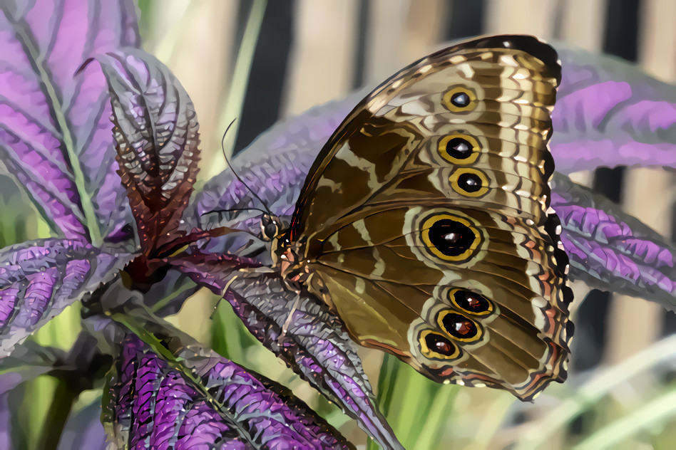 Butterfly on Purple Leaves