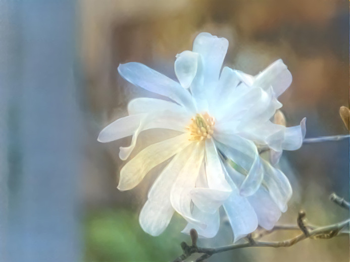 Royal Star Magnolia