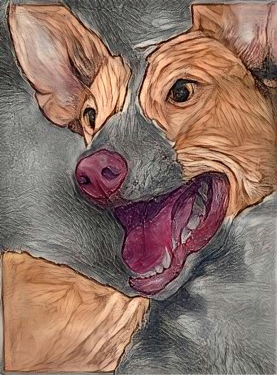 podenco