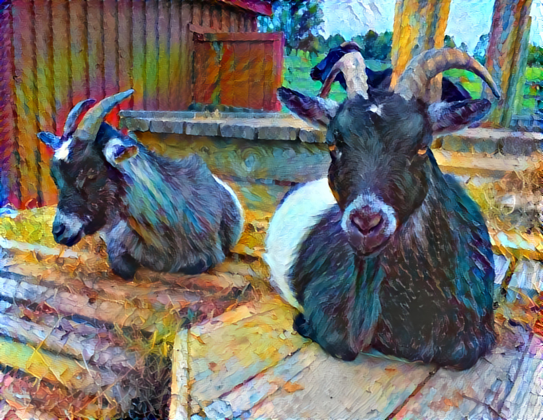 Goats at Farm Sanctuary