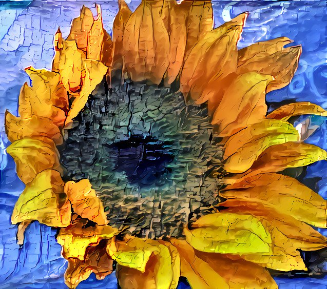 Ruminations on a Sunflower #2