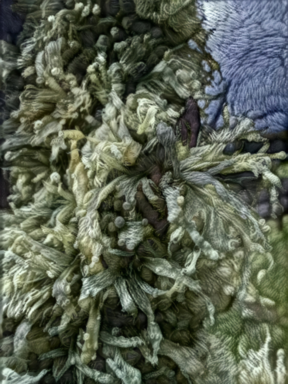 Lichen