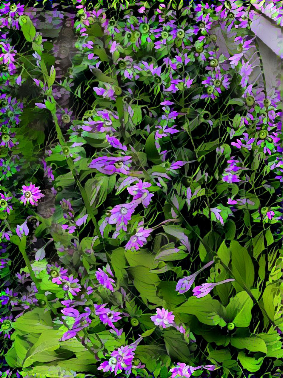 Hosta Flowers