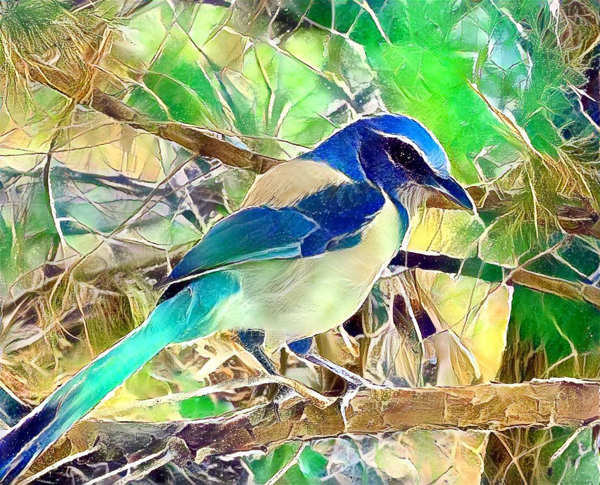 Scrub Jay