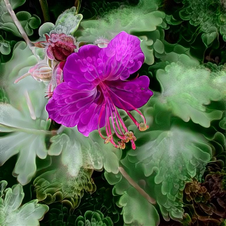 Bigroot Geranium 