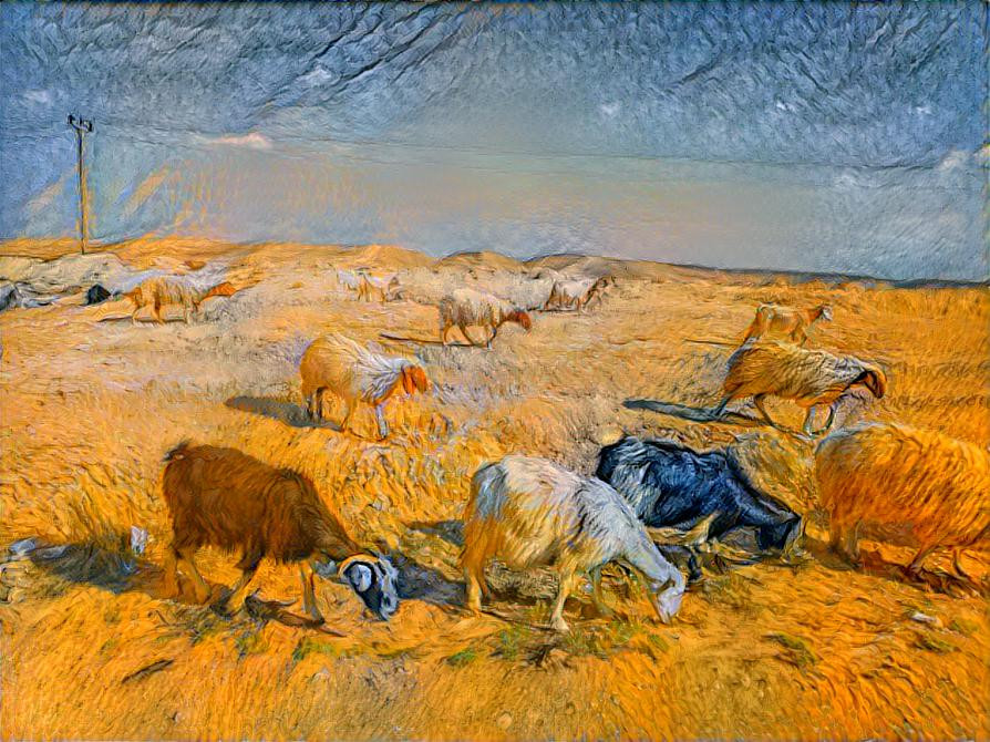 Field of goat