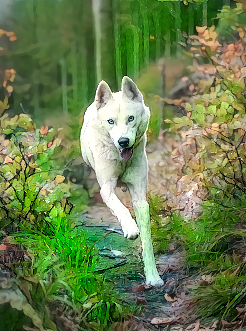 Running Companion.  Source photo by Tadeusz Lakota on Unsplash.