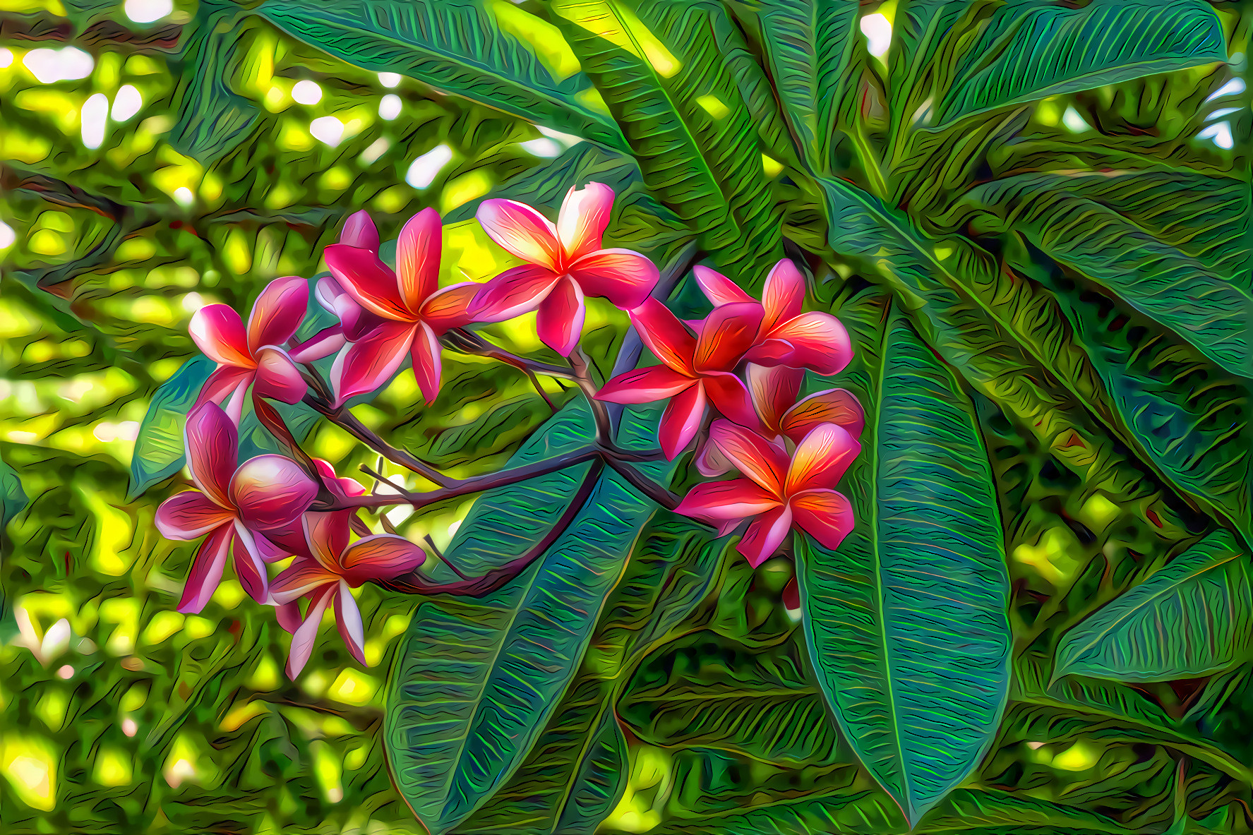 Plumeria Flowers