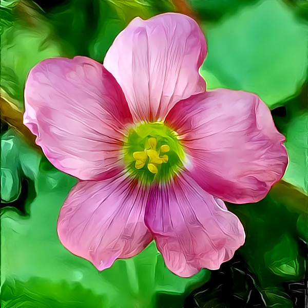 Oxalis tetraphylla, iron cross flower