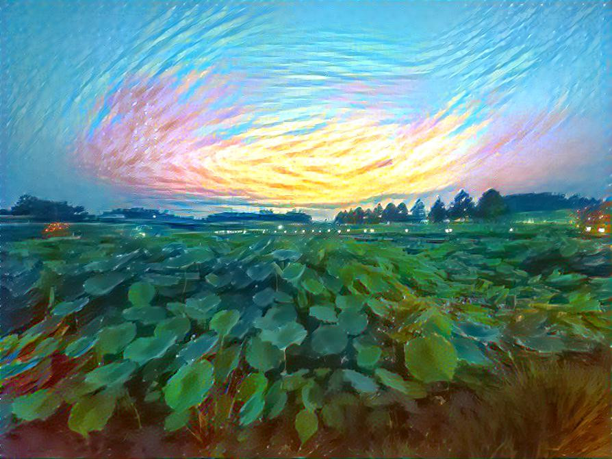 a lotus field