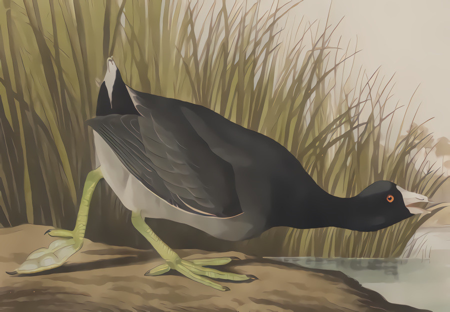 American Coot