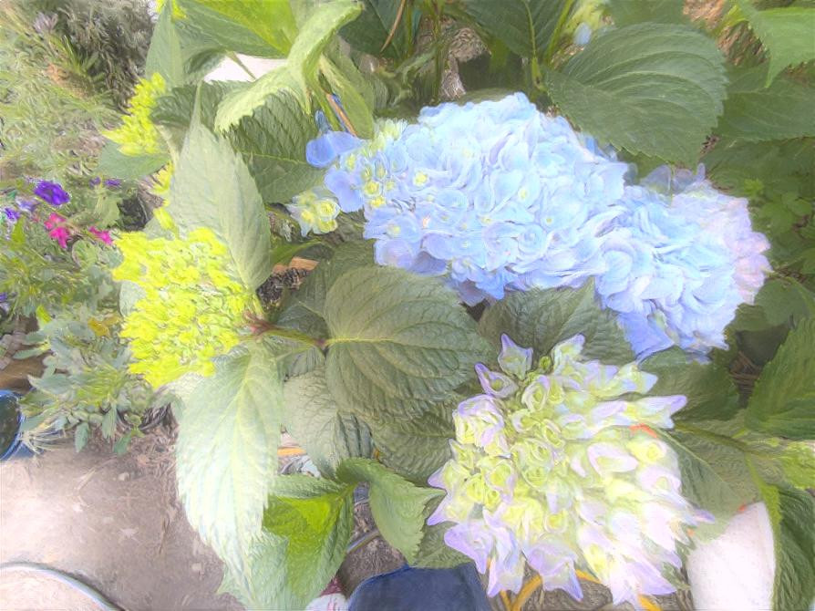 Hydrangeas Me Precious