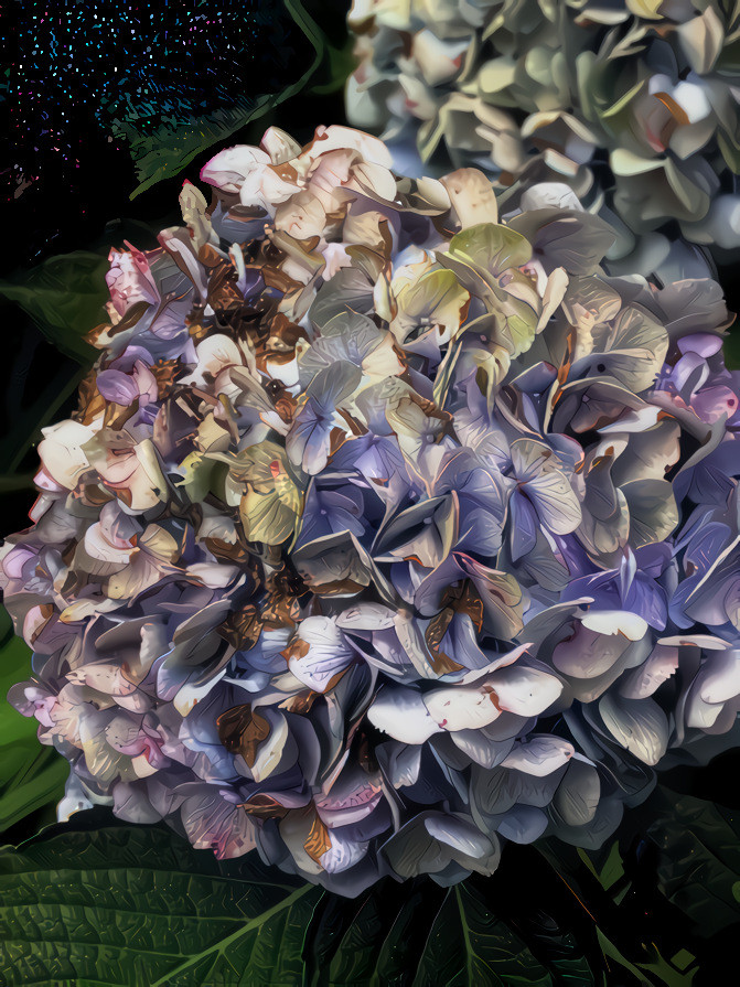 Hydrangea