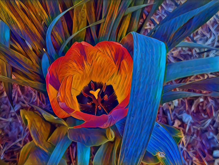 Tulip Dream