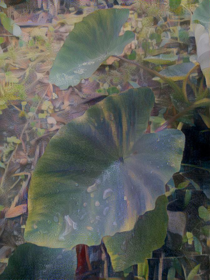 Colocasia