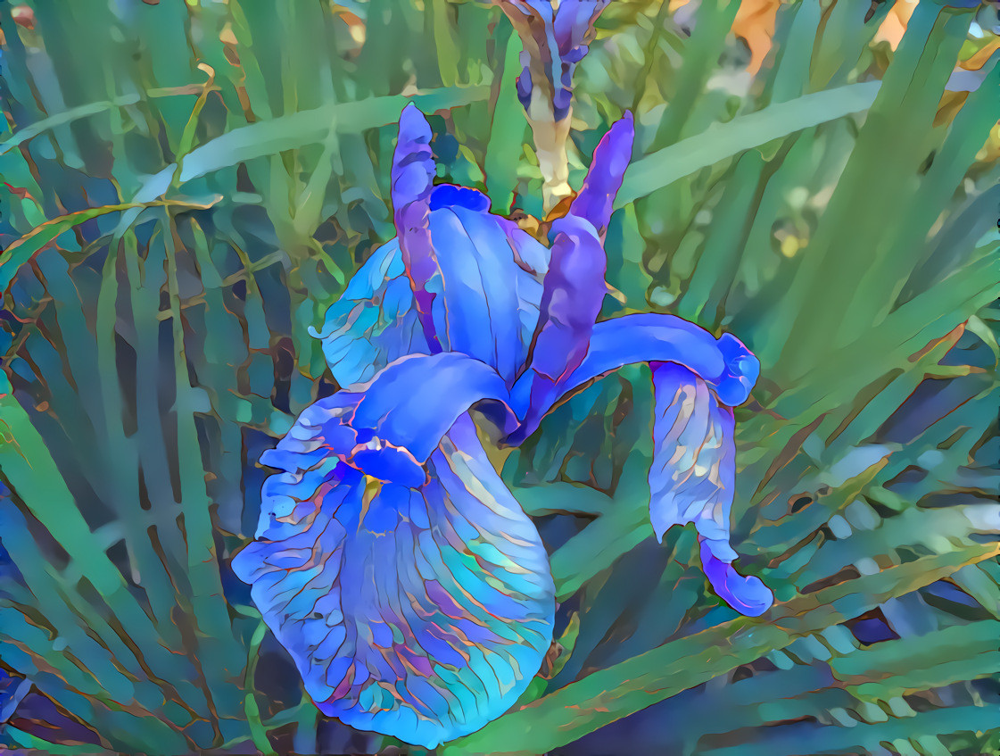 Wild Iris, Point Reyes, California.  Photo, my own.