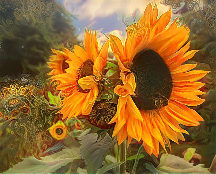 Sunflowers