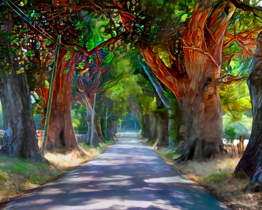 Eucalyptus Tunnel, Pescadero, California. Source is my own photo.