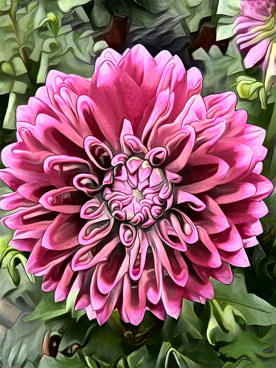 Dahlia