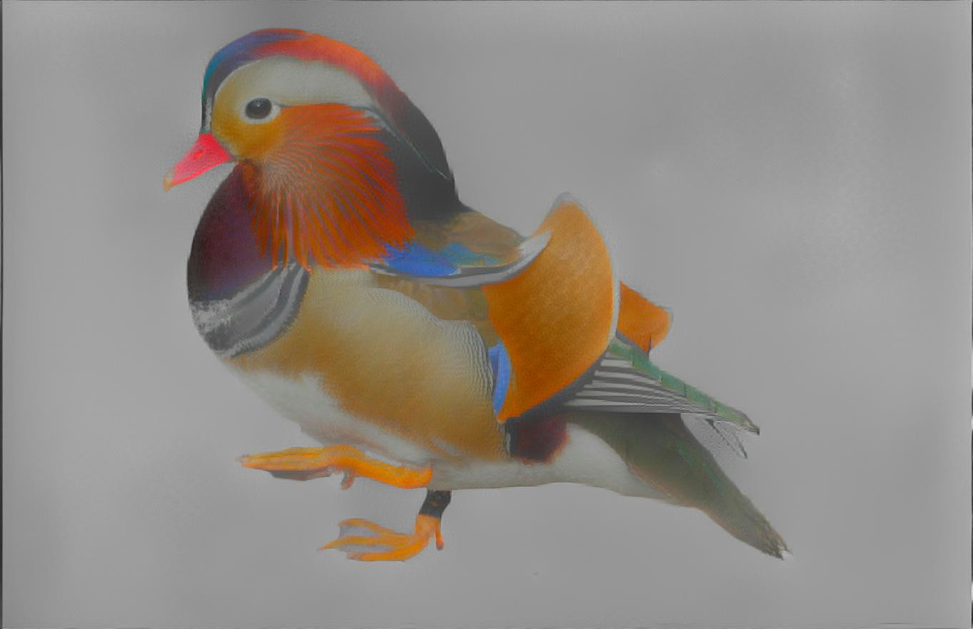 Mandarin duck1