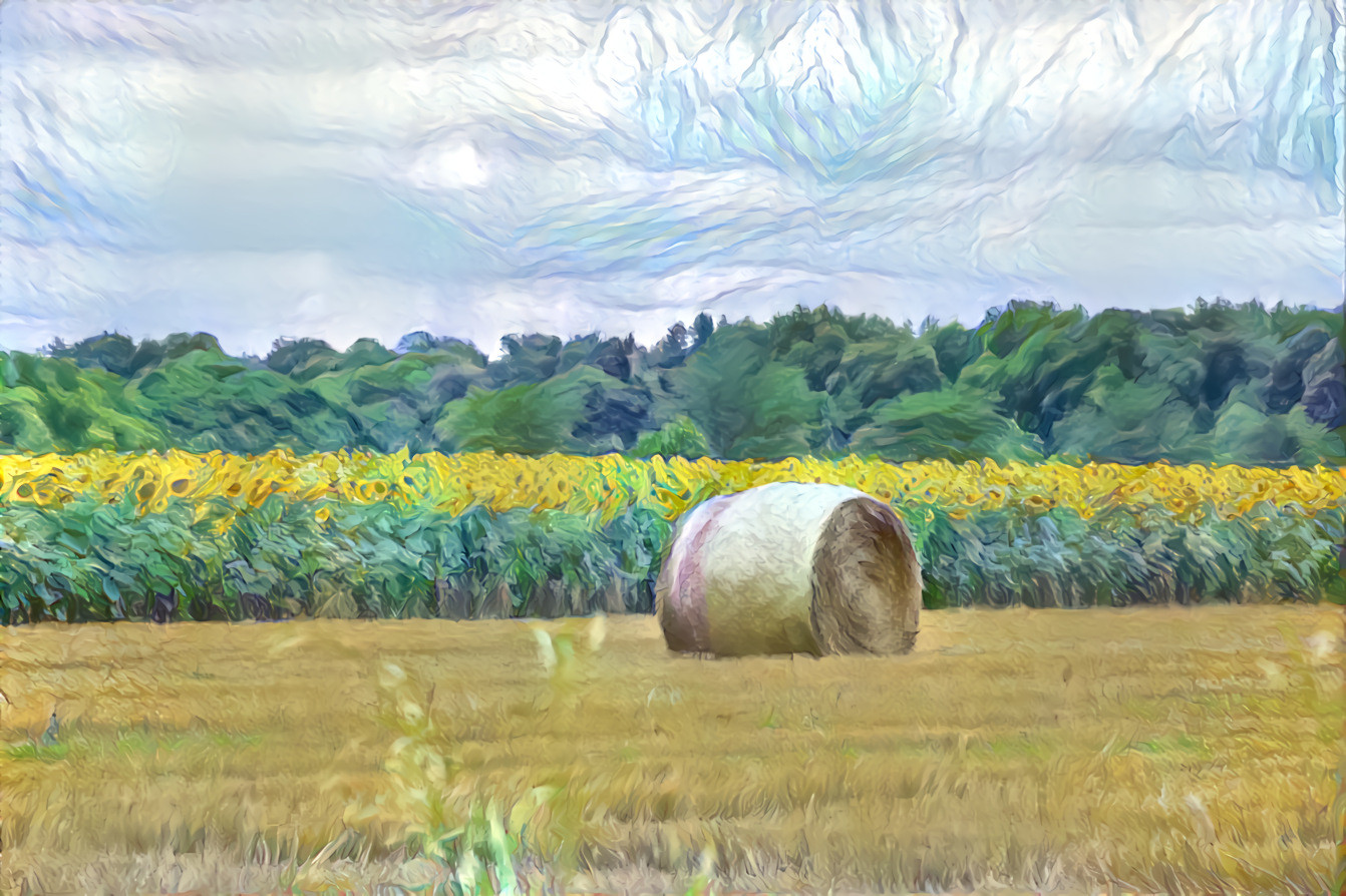 Sunflower and Hay Fields 