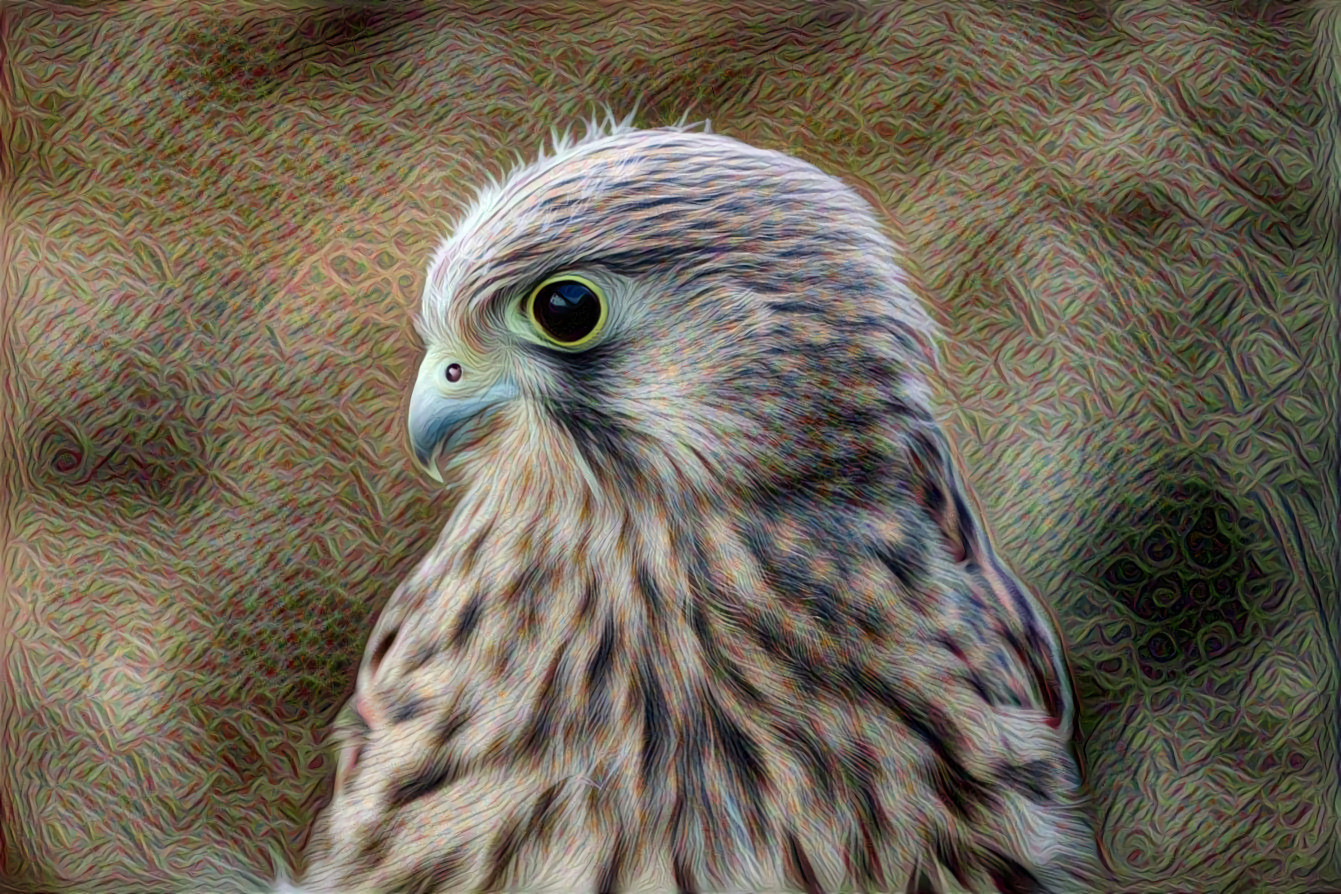 Young Falcon