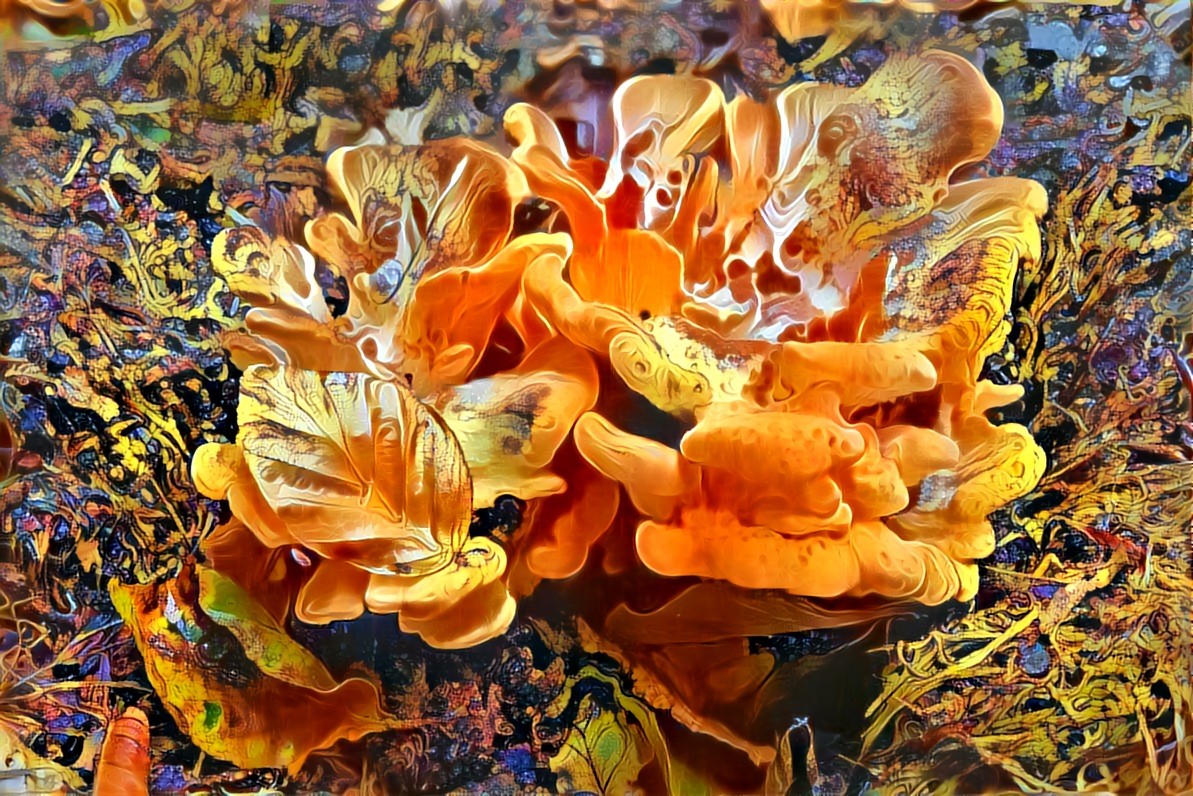 Unidentified fungus 1 renarena befunky 745