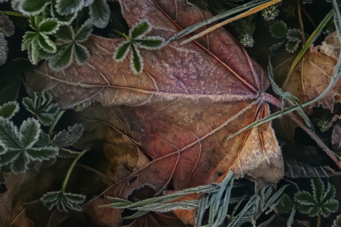 Hoarfrost on the leaves