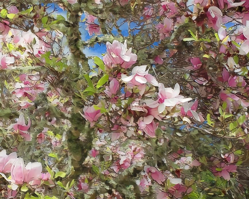 Tulip Tree, Filoli Gardens.  Source is my own photo.