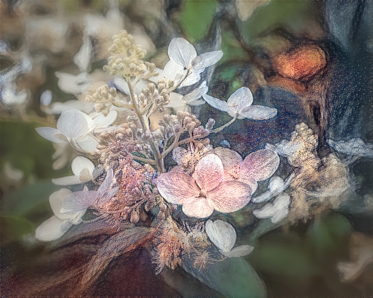 Hydrangea Tree Blooms