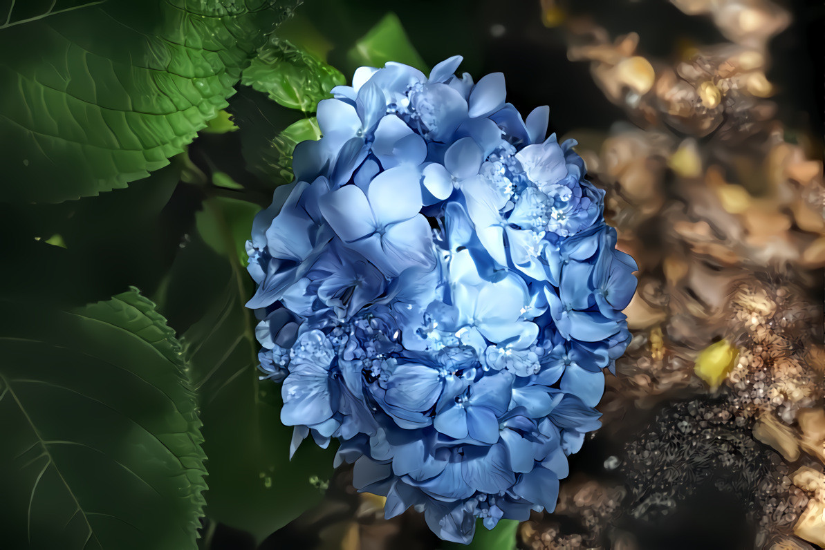 Hydrangea