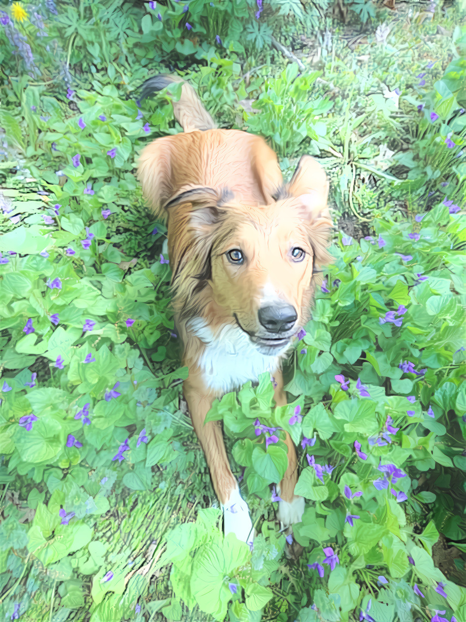 Zeke in the Violets