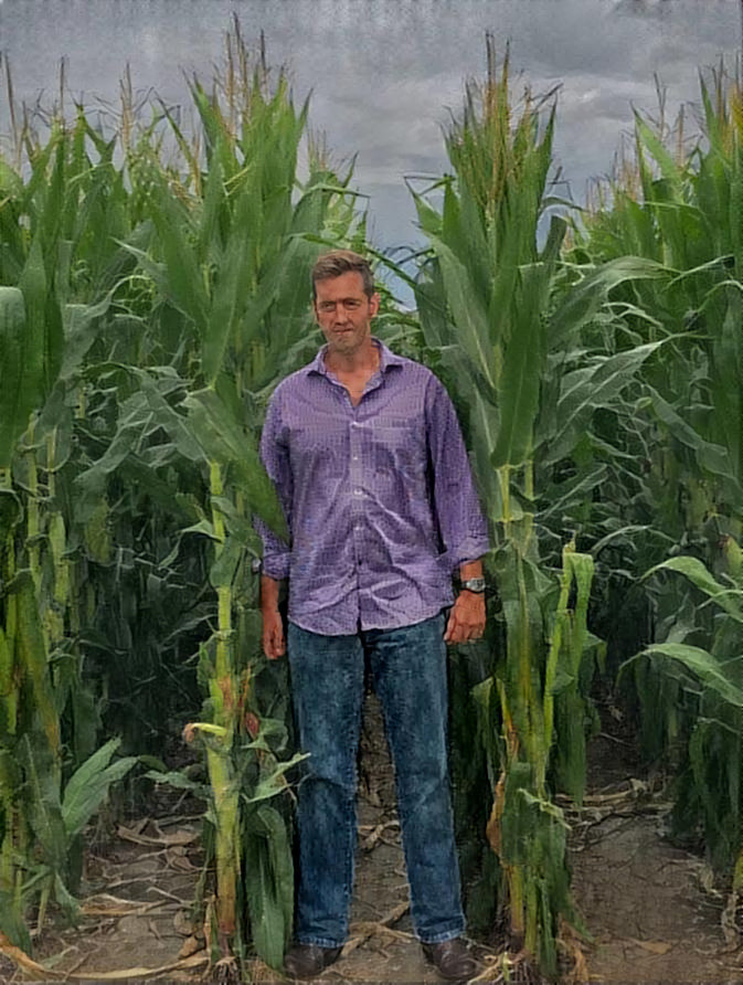 Corn harvest