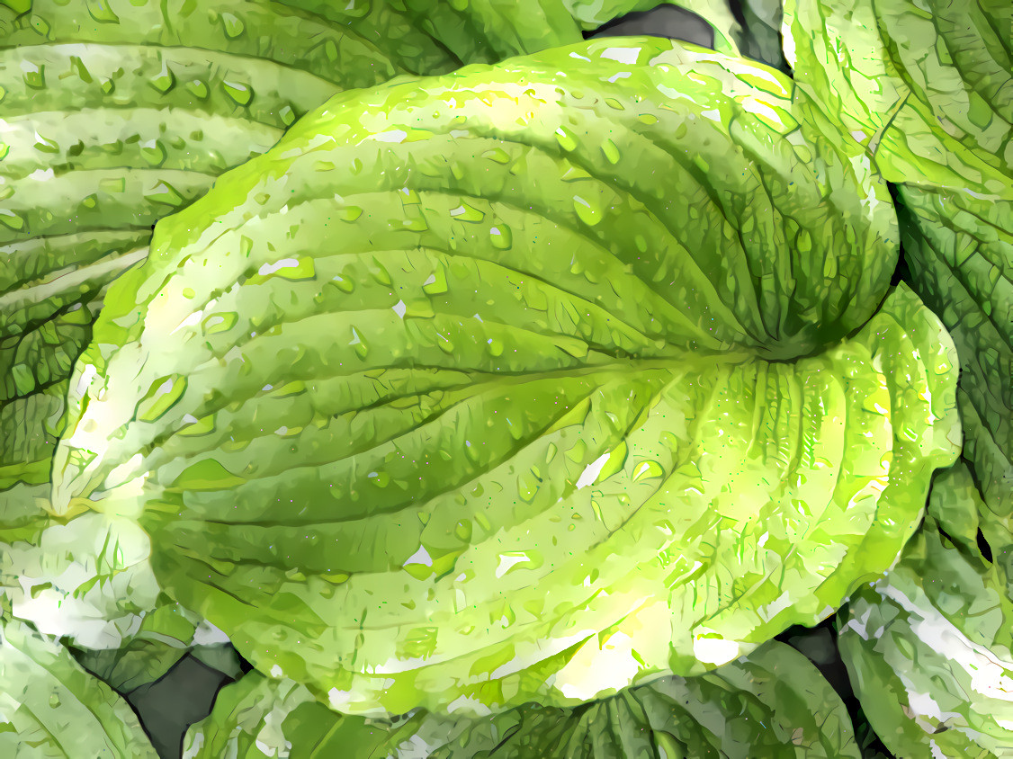 Hosta Leaf