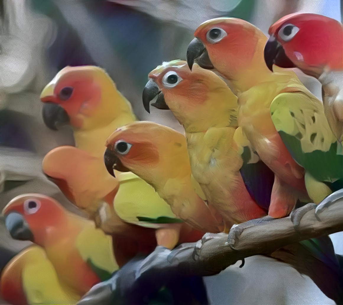 Parakeets 