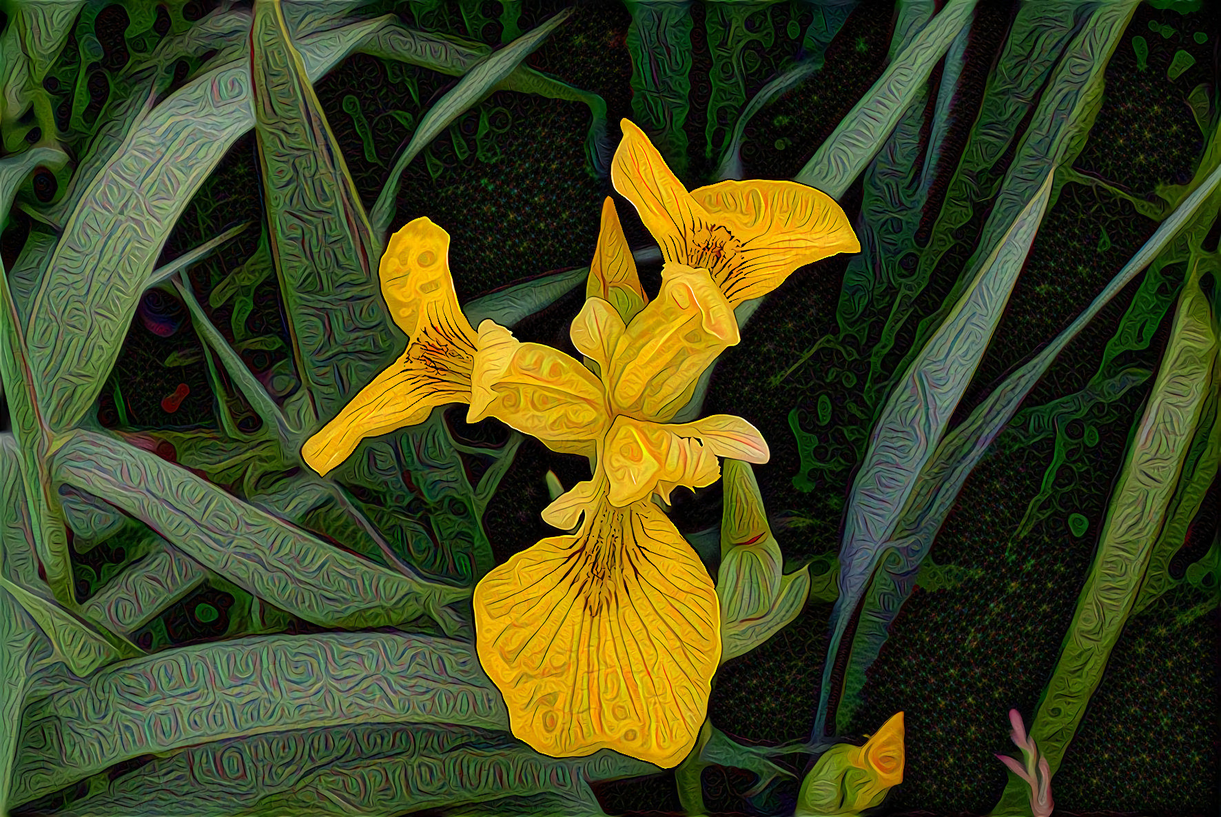 Wild Yellow Iris