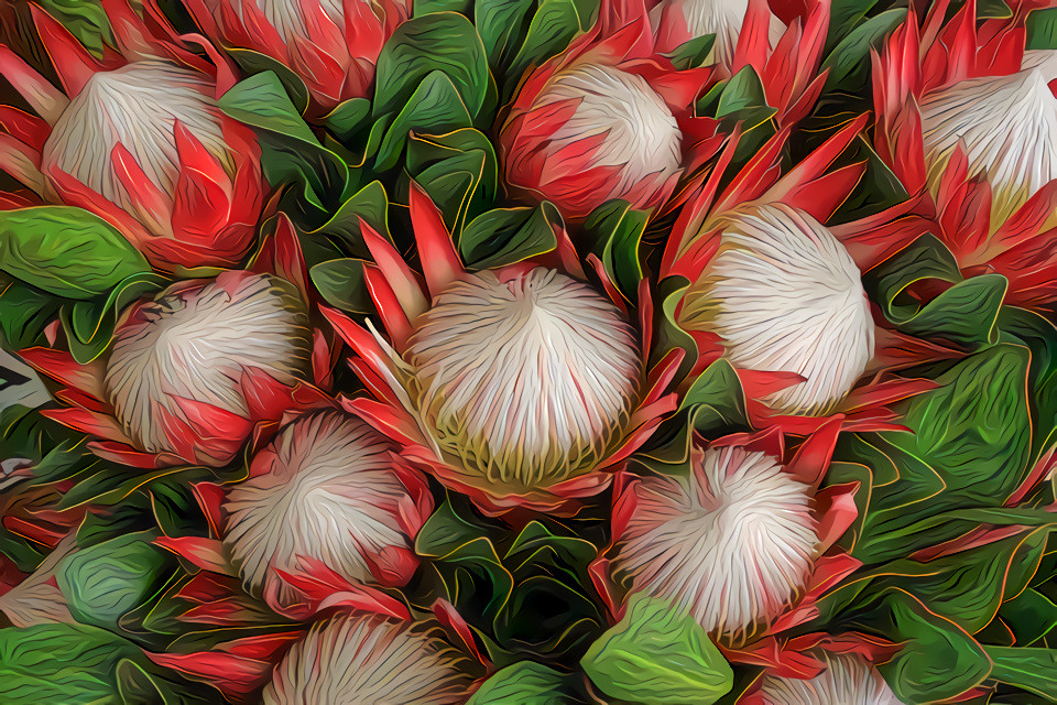 Protea Flowers